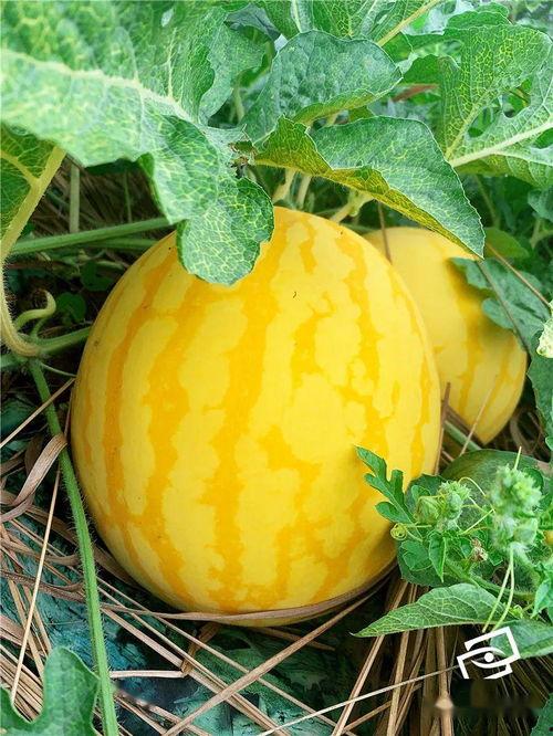 起痘可以吃瓜吗,起痘期间吃瓜的注意事项