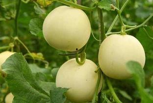 吃瓜真的吗,真相还是谣言？