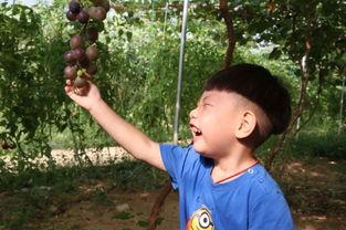 小淇吃瓜,揭秘娱乐圈那些不为人知的幕后故事