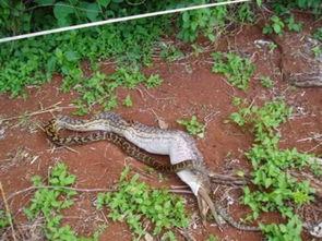 吞噬巨蟒吃瓜,一场惊心动魄的生态奇观