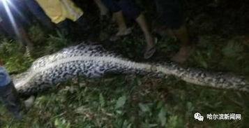 吞噬巨蟒吃瓜,一场惊心动魄的生态奇观