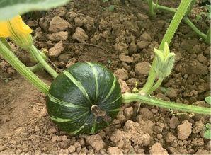 碧桂园吃瓜,揭秘吃瓜群众的视角下的行业巨擘