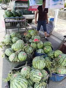 当阳吃瓜事件,一场网络狂欢背后的真相与反思