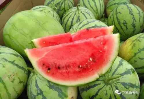 长时间吃瓜视频,揭秘长时间吃瓜视频的魅力与影响