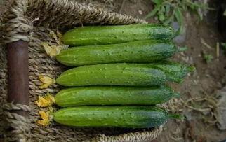 长时间吃瓜视频,揭秘长时间吃瓜视频的魅力与影响