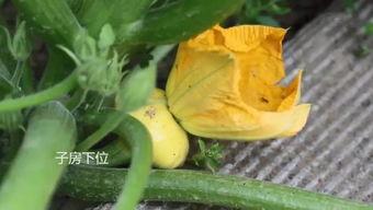 吃飞碟瓜,一场味蕾与宇宙的邂逅