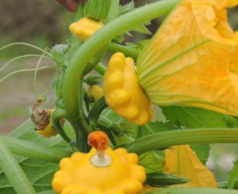 吃飞碟瓜,一场味蕾与宇宙的邂逅