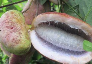 瓜婆娘吃八月瓜,一场味蕾与自然的邂逅