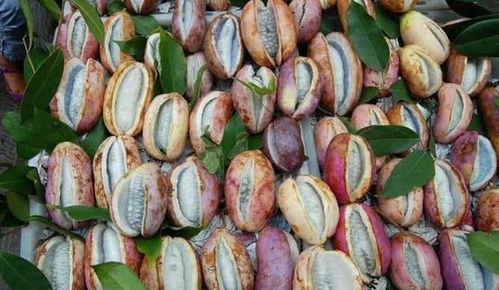 瓜婆娘吃八月瓜,一场味蕾与自然的邂逅