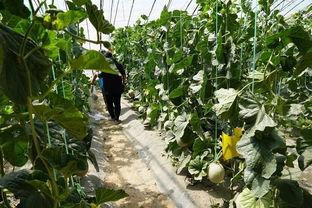 西平吃瓜视频,揭秘娱乐圈幕后故事