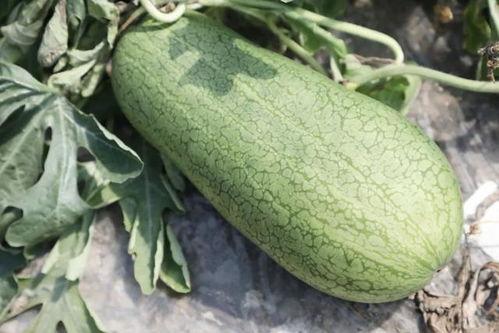 瓜在哪里吃,品味生活——探寻瓜在哪里吃的奇妙之旅