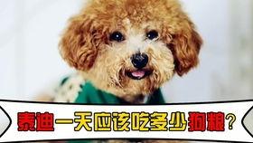 20斤泰迪吃哈密瓜好吗,20斤泰迪犬适量食用哈密瓜的益处与注意事项