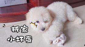 20斤泰迪吃哈密瓜好吗,20斤泰迪犬适量食用哈密瓜的益处与注意事项