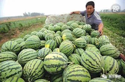 卖瓜姐吃瓜,自己先尝一尝