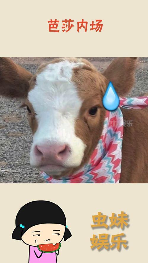 抖音吃瓜网站鲨鱼,揭秘网红圈幕后故事