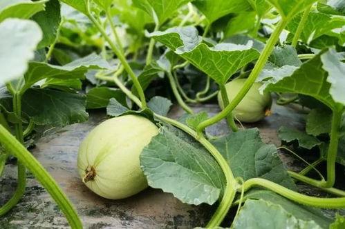 旅游老年团吃瓜,老年团旅游美食之旅