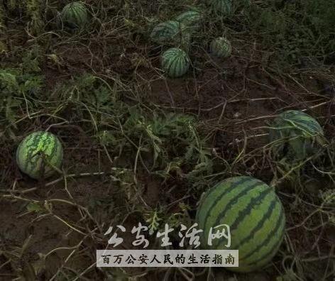 吃瓜群众变成大瓜,从围观到成为大瓜的传奇历程