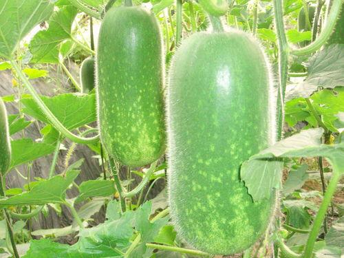 台州大饭店 吃瓜事件,一场网络热议的真相揭秘