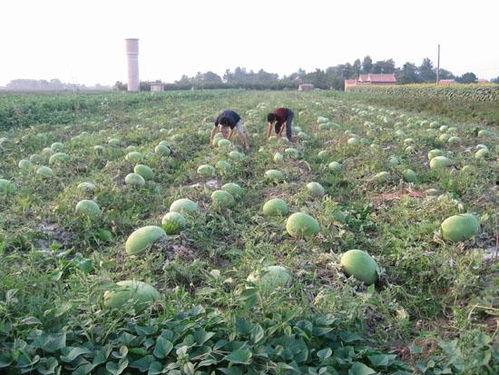陶山吃瓜基地,探寻陶山吃瓜基地的田园风情
