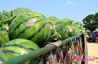 陶山吃瓜基地,探寻陶山吃瓜基地的田园风情