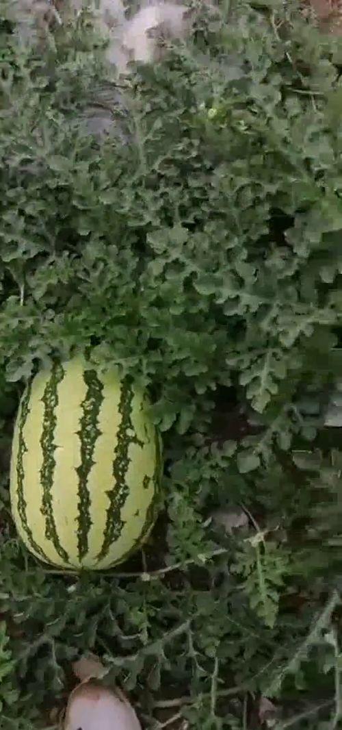 陶山吃瓜基地,探寻陶山吃瓜基地的田园风情