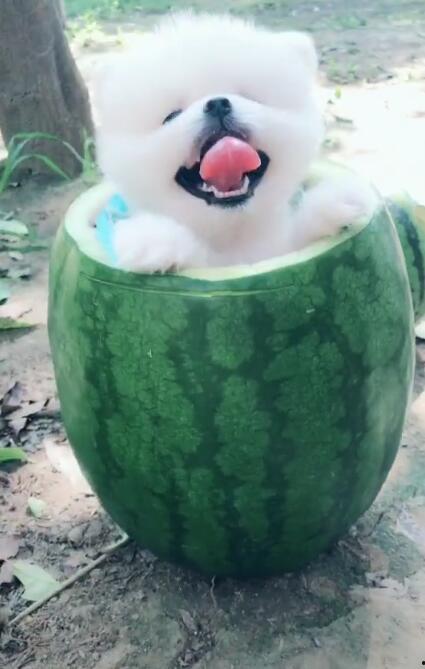 吃瓜的人怎么吐舌,吃瓜群众吐舌瞬间