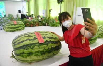 上海免费吃瓜群众,免费吃瓜群众，共享城市夏日清凉盛宴