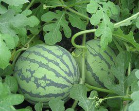 怀孕了可以吃石瓜,石瓜助力健康孕育之旅