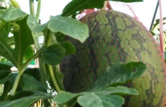 儋州吃瓜莲,吃瓜莲，品味热带风情