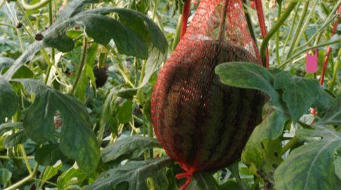 儋州吃瓜莲,吃瓜莲，品味热带风情