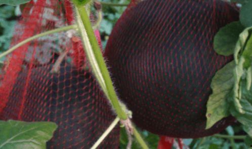 儋州吃瓜莲,吃瓜莲，品味热带风情