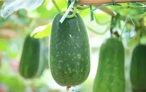 吃瓜补瓜,揭秘瓜果养生之道