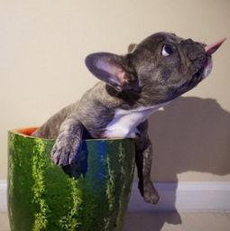 洋瓜狗狗可以吃吗,宠物饮食指南