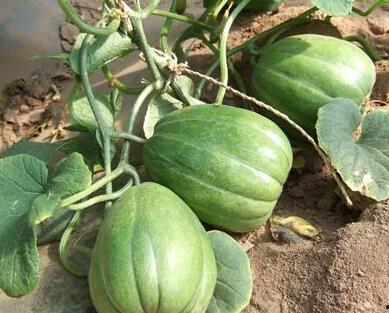 吃瓜老呕吐,揭秘娱乐圈的惊人内幕