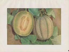 日本吃蜜瓜视频,日本民众甜蜜享受夏日美味