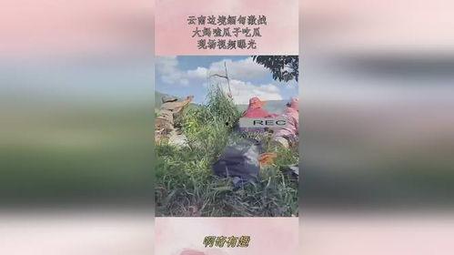 边境大妈吃瓜现场,揭秘边境风情与民间趣事