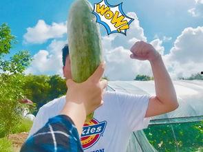 dy网红吃瓜,揭秘娱乐圈幕后真相