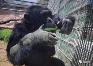 什么动物吃瓜实蝇,揭示生态平衡中的关键角色