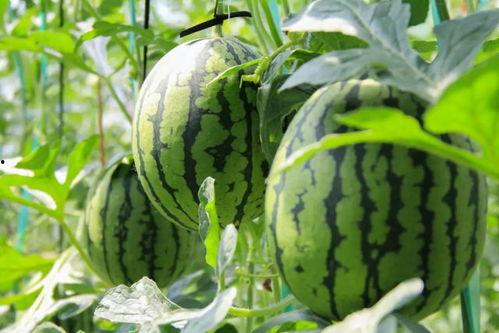 和老李吃瓜,揭秘娱乐圈那些不为人知的幕后故事