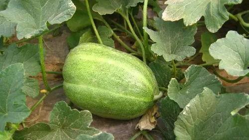 瓜可以早上吃吗,早餐时光，瓜的清新滋味