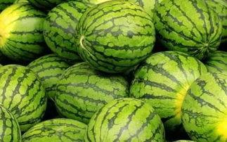 卖瓜谁吃西瓜,揭秘瓜农的甜蜜生活