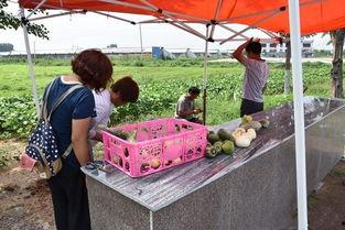 路边摘个瓜吃,路边摘瓜吃，体验别样夏日风情