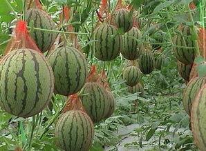 老棚瓜怎么吃最好