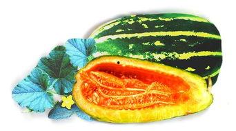 老棚瓜怎么吃最好