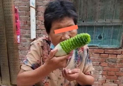 公婆吃瓜视频大全,公婆吃瓜视频大全趣味盘点