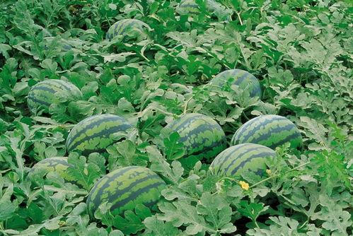 毕棚沟吃瓜,畅享清凉与美景的完美融合