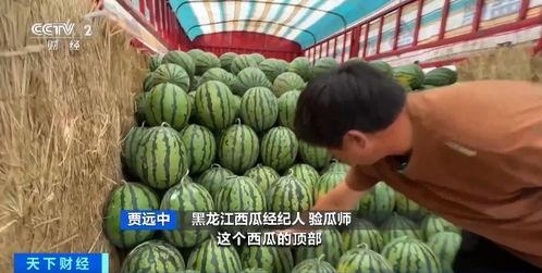 毕棚沟吃瓜,畅享清凉与美景的完美融合