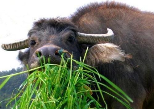 老牛吃瓜的视频,笑谈世间百态