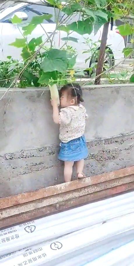 小孩偷瓜摔碎吃,意外发现美味新食源