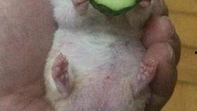 媒体老王吃瓜,揭秘娱乐圈幕后故事